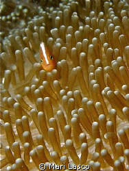Indian Clownfish by Mari Lasco 